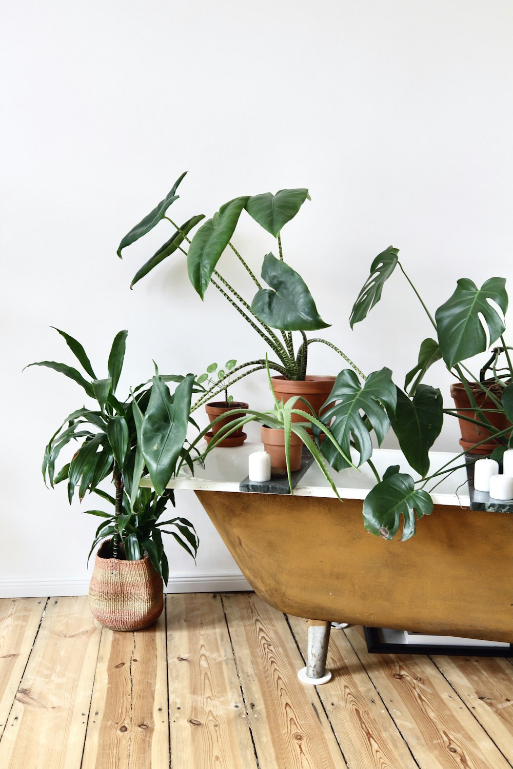 grüne Pflanze auf braunem Holztisch