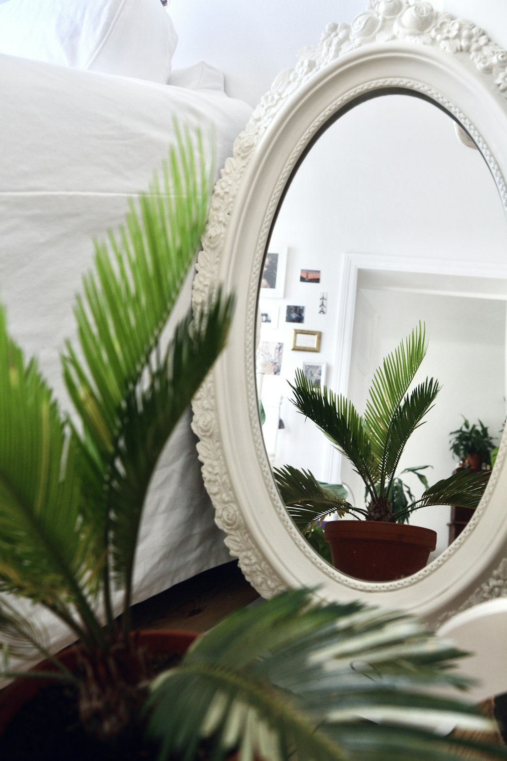 green plant on white ceramic pot