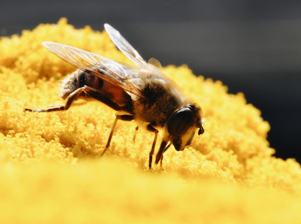 black and yellow bee on yellow flower