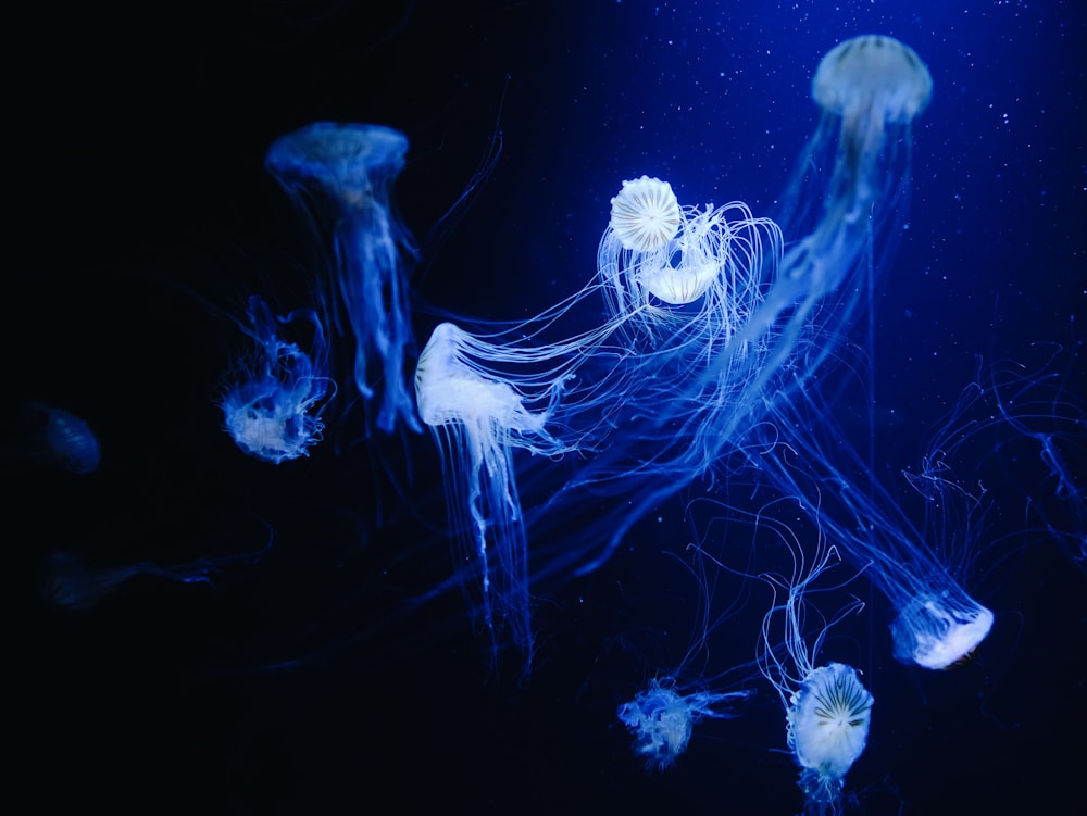 blue and white jellyfish in water