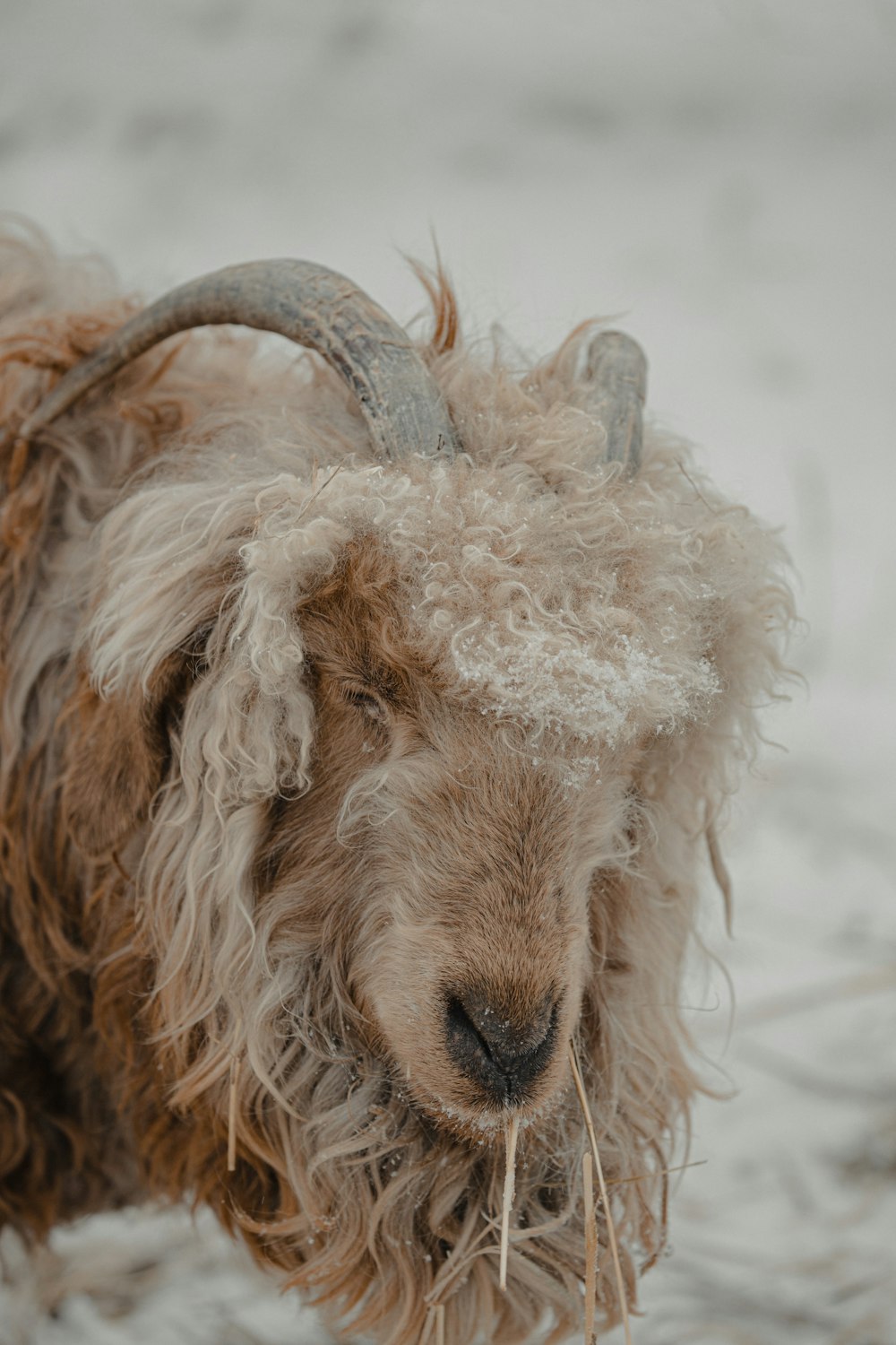white and brown sheep in close up photography