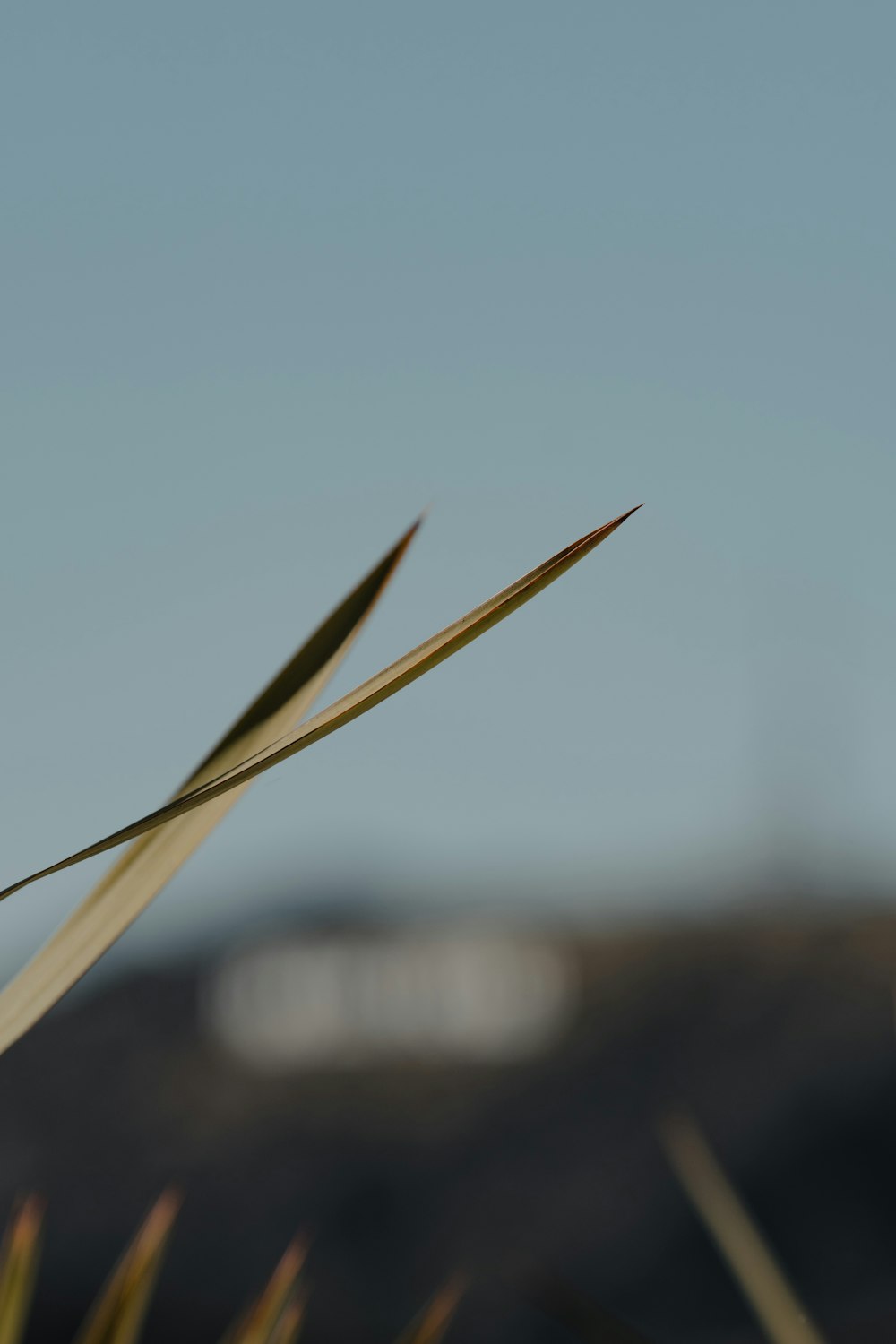 brown stick in close up photography