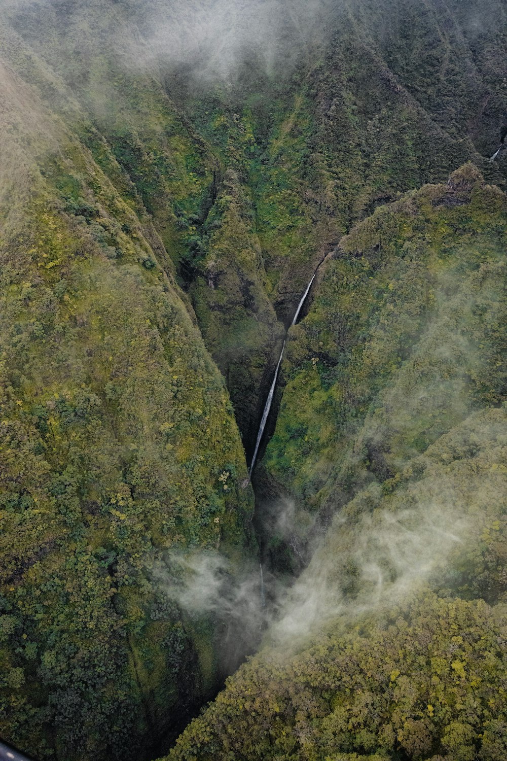 昼間の山の緑の木々