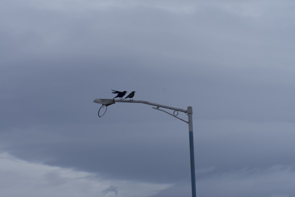 black bird on gray metal stand during daytime