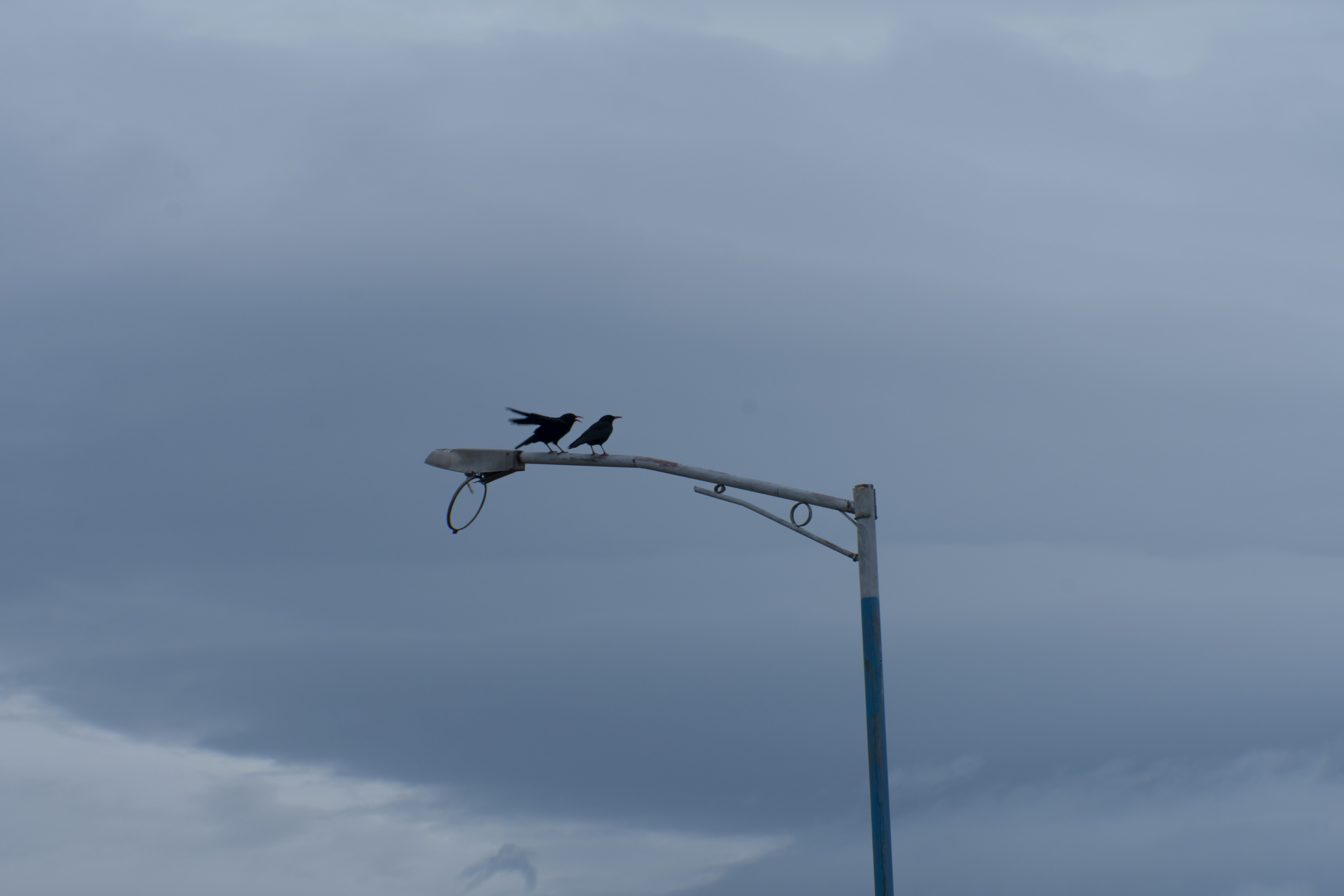black bird on gray metal stand during daytime