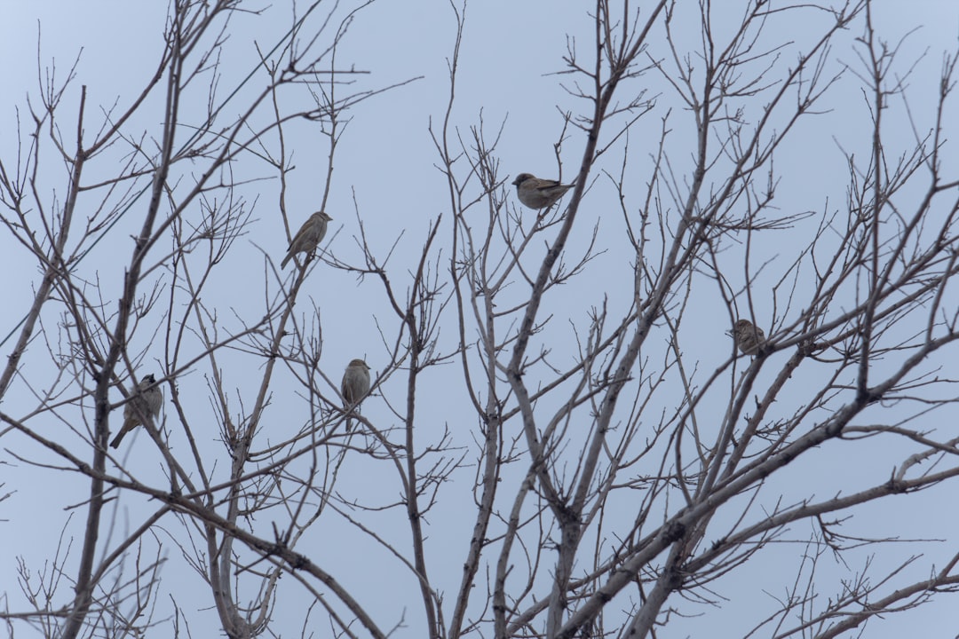 brown birds on bare tree during daytime