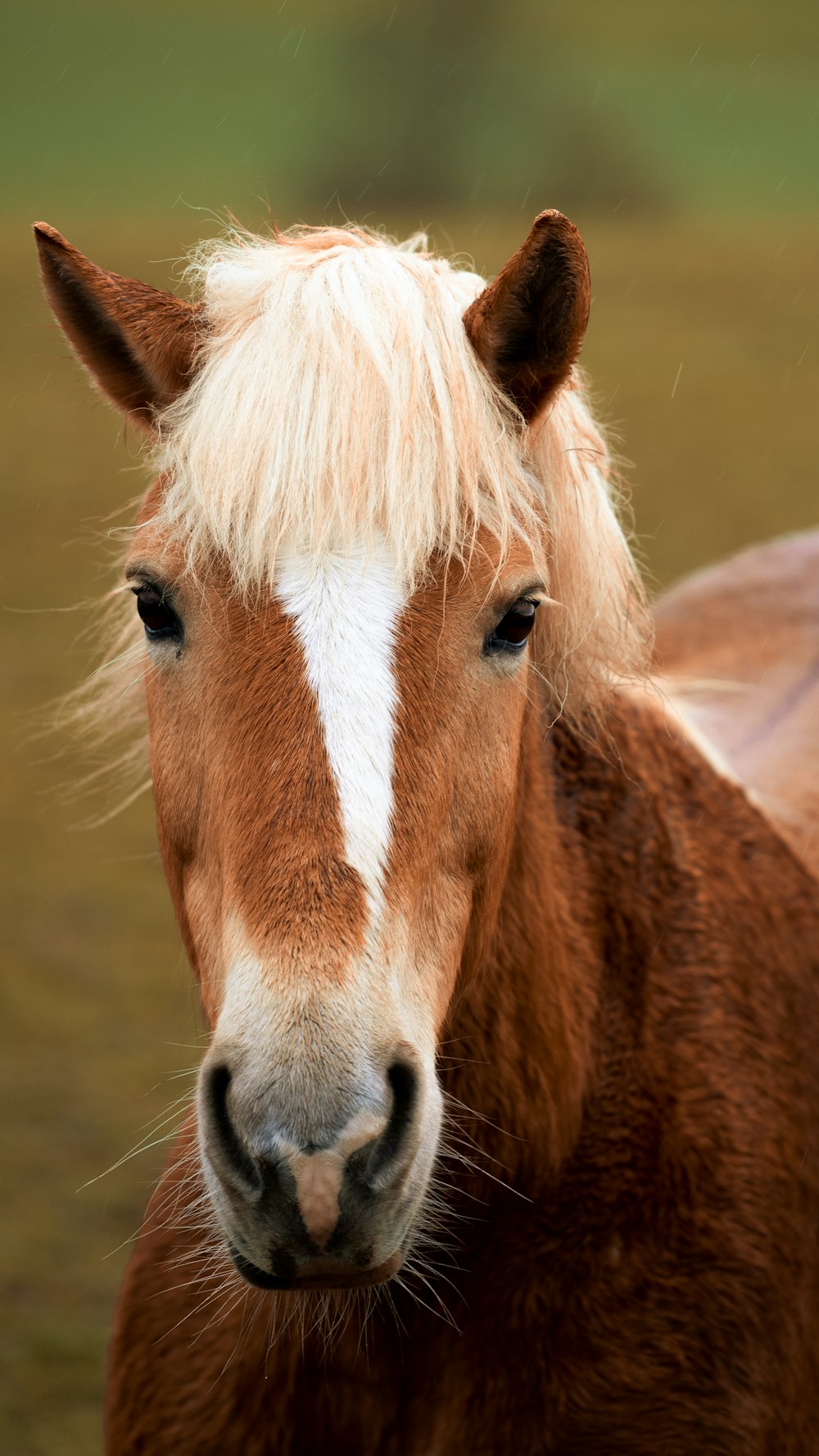 White And Brown Horse Head Photo Free Horse Image On Unsplash