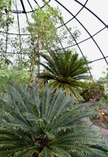 A lush indoor garden with various tropical plants, including large palm-like leaves and a tall tree reaching towards the glass dome ceiling.