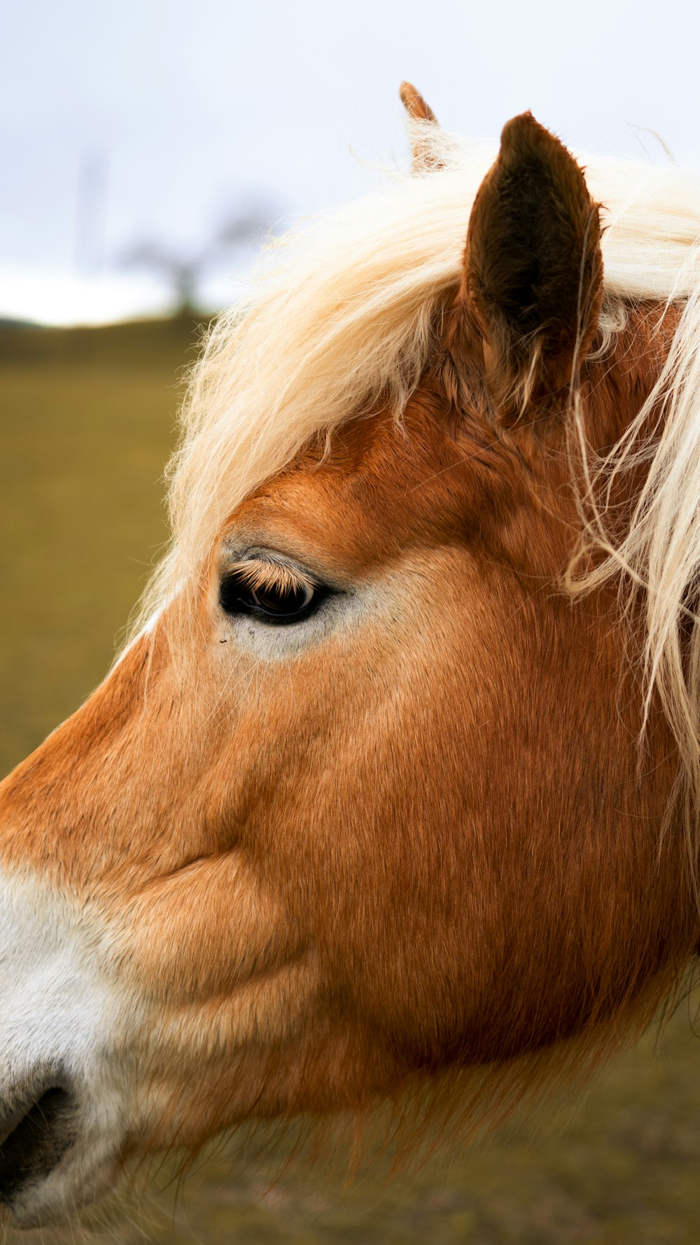 Un primer plano de un caballo marrón y blanco