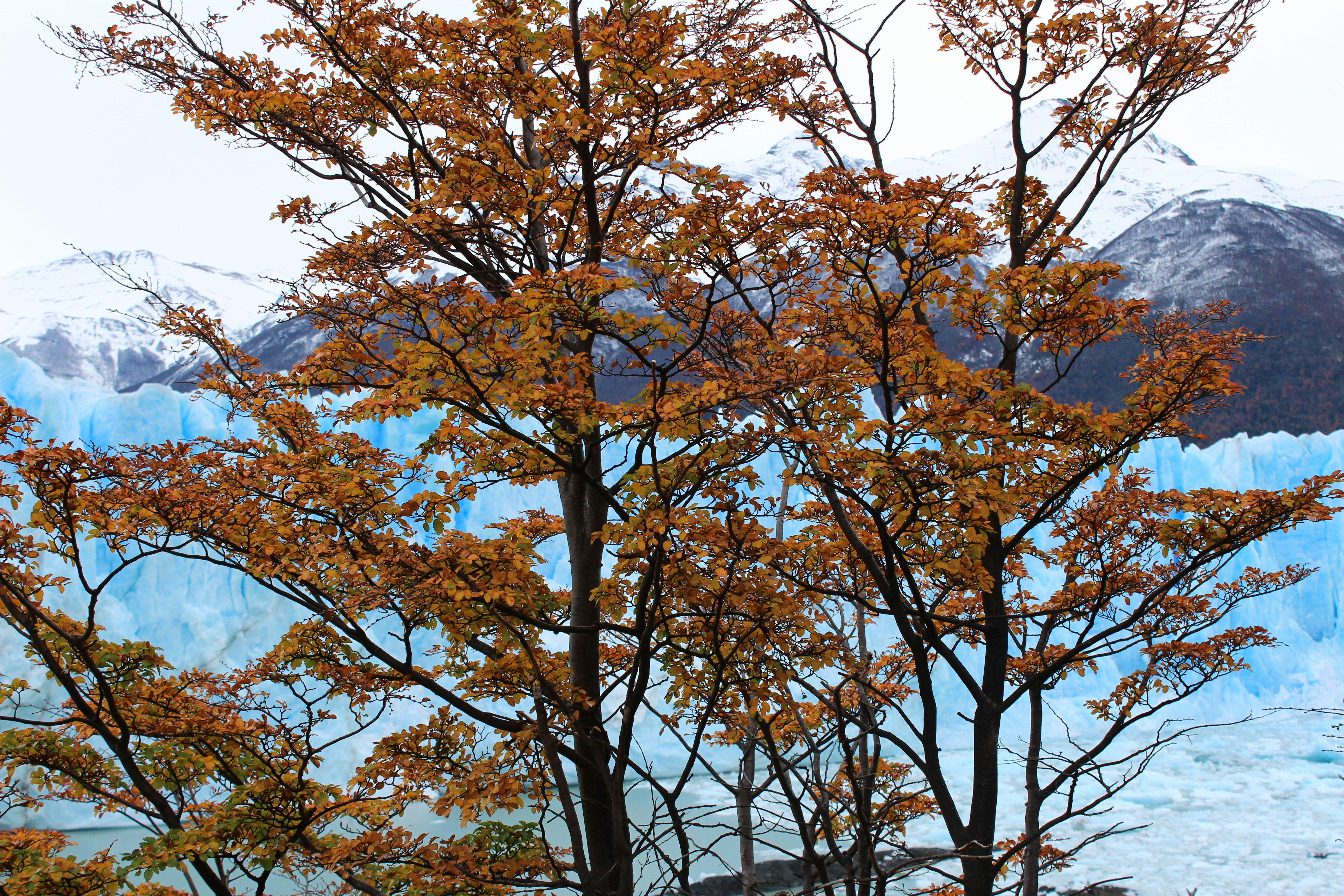 Lake Kawaguchi Maple Illumination and Forest Café