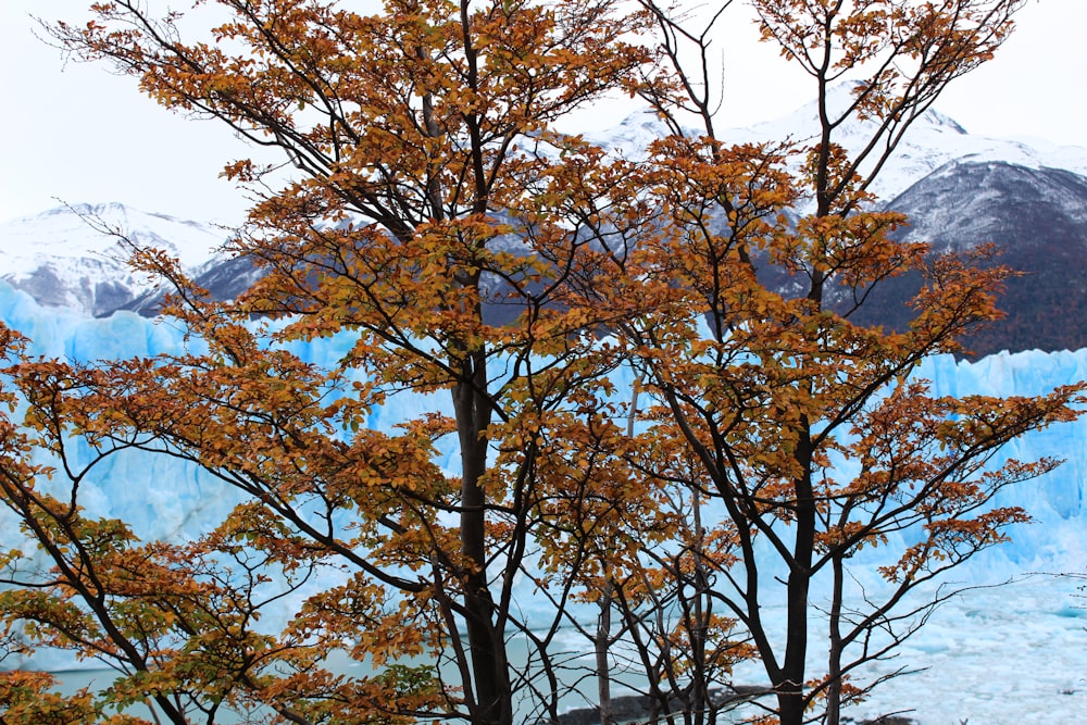 brown leaf tree during daytime