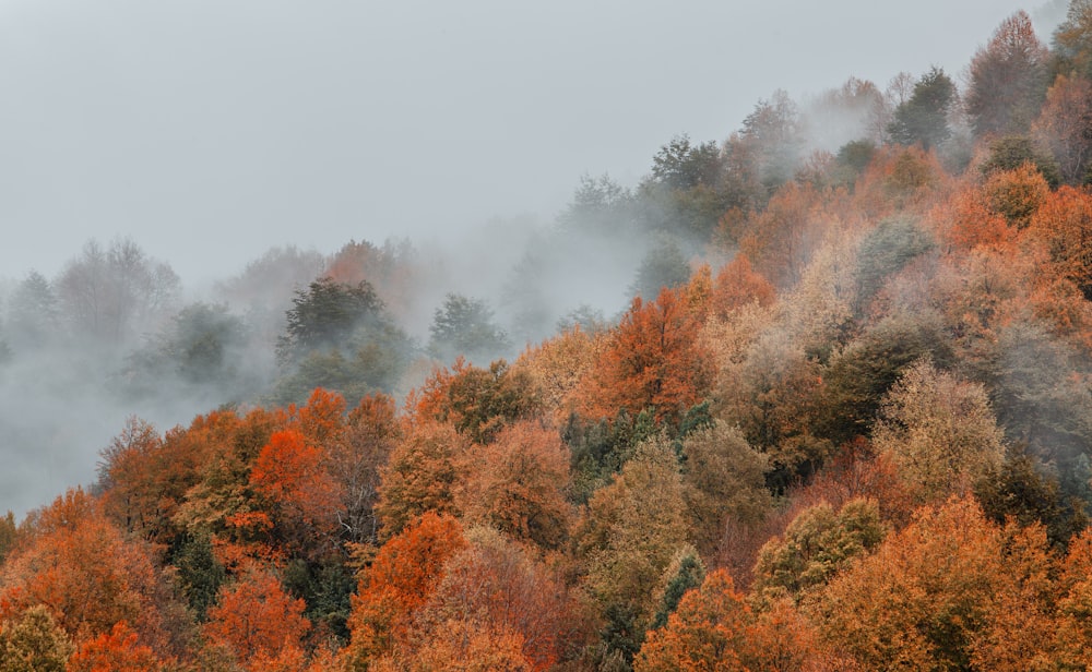 green and brown trees under white sky during daytime