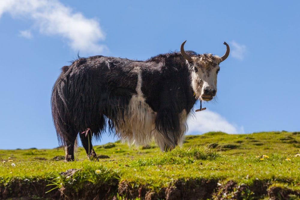Schwarze und weiße Kuh tagsüber auf grünem Grasfeld unter blauem Himmel
