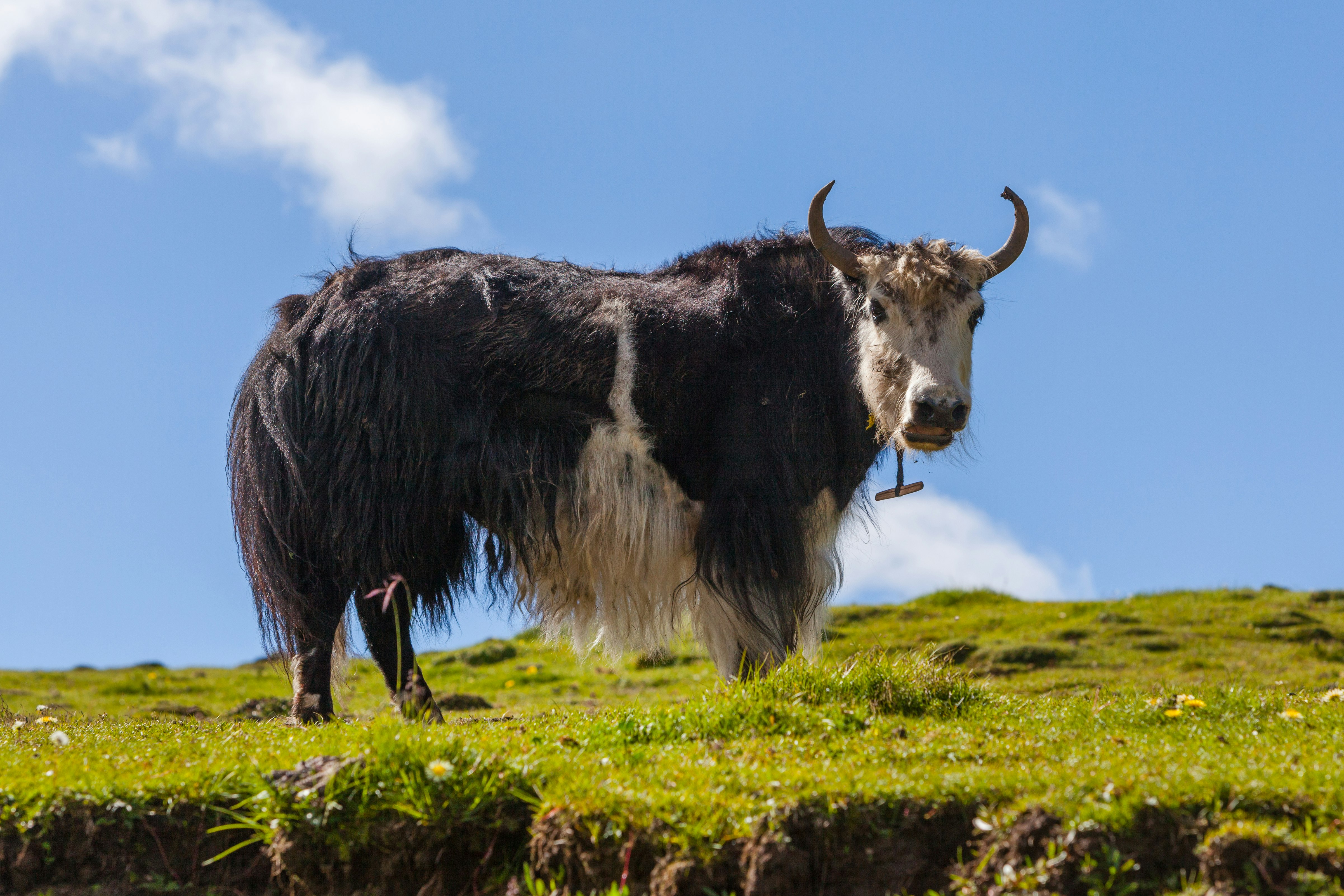 Domestic yak (Bos grunniens) on grassland in the province of Qinghai, China