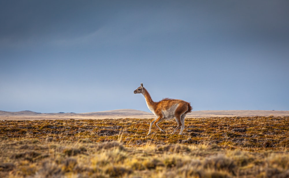 brown deer on brown grass field under blue sky during daytime