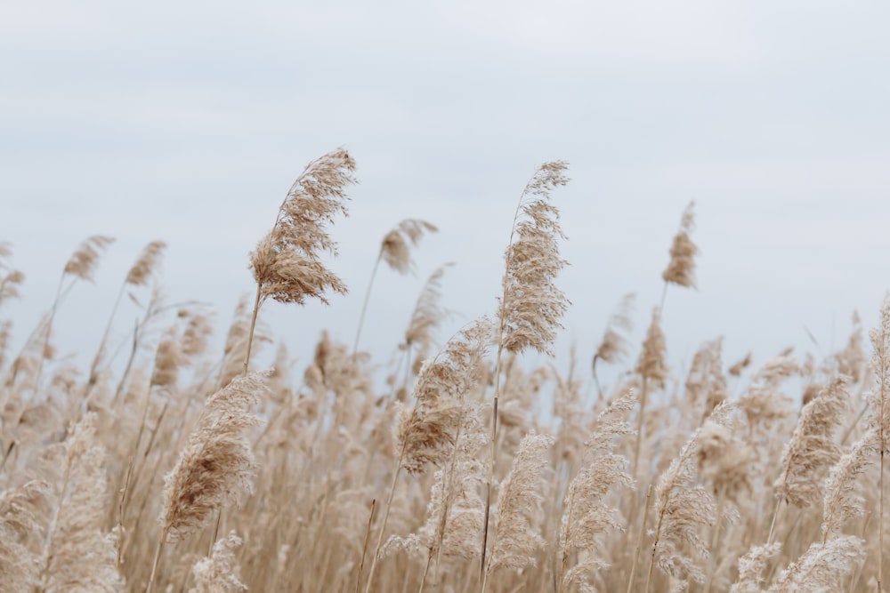 brown wheat field during daytime