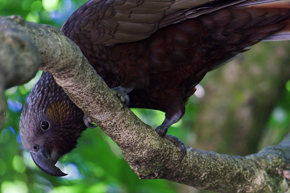 un grand oiseau perché au sommet d’une branche d’arbre