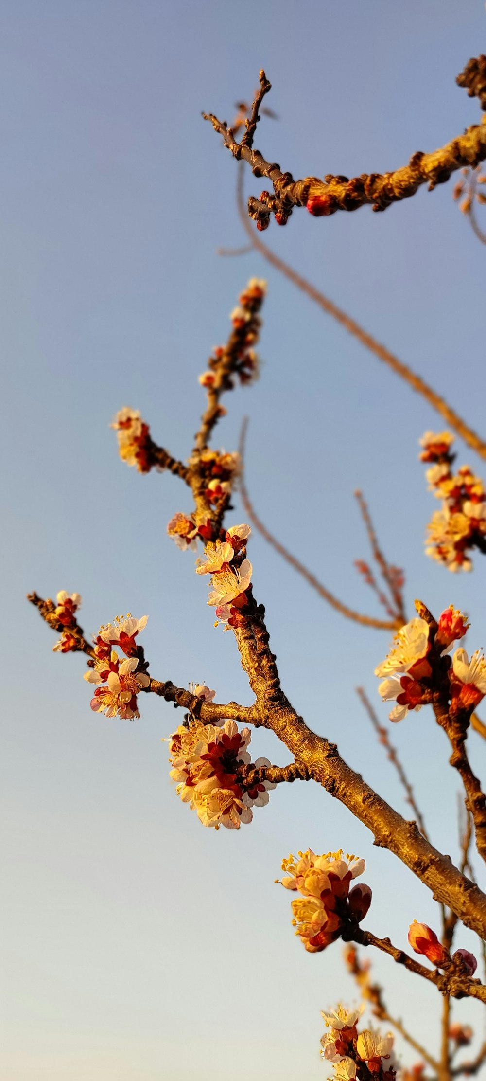 red and yellow flower on brown tree branch during daytime