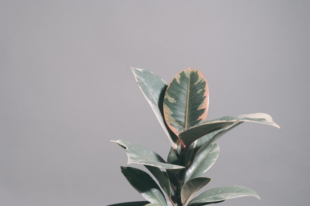 green leaves with water droplets