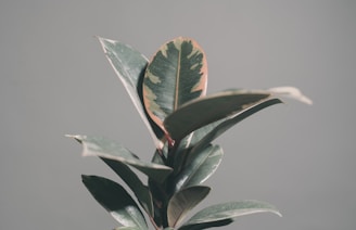 army leaves rubber plant in tilt shift lens