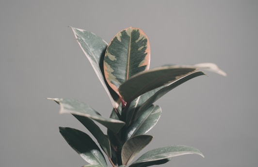 army leaves rubber plant in tilt shift lens