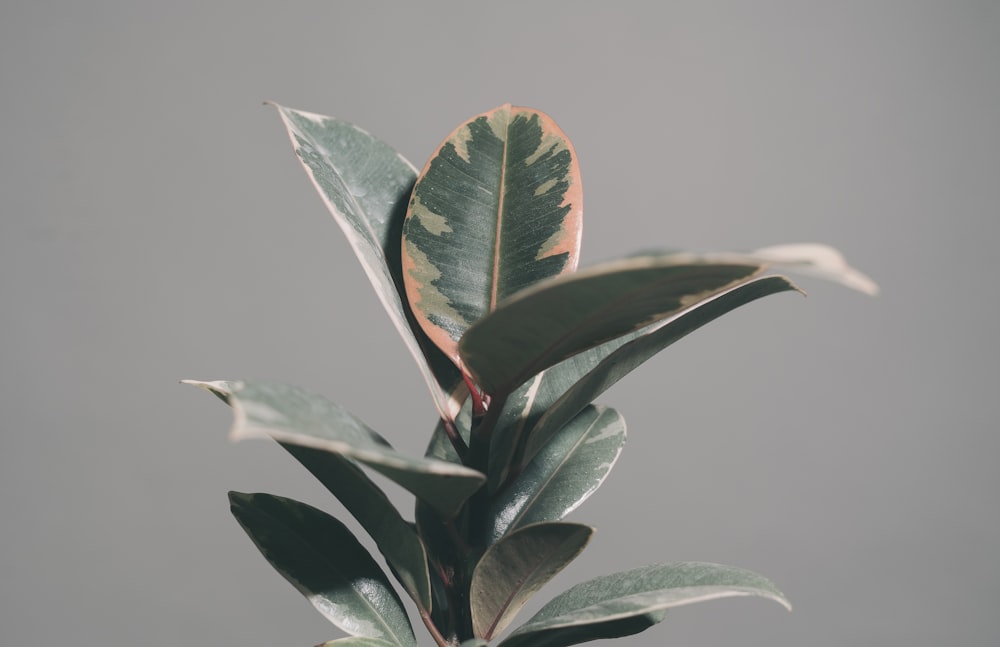 green leaves in tilt shift lens