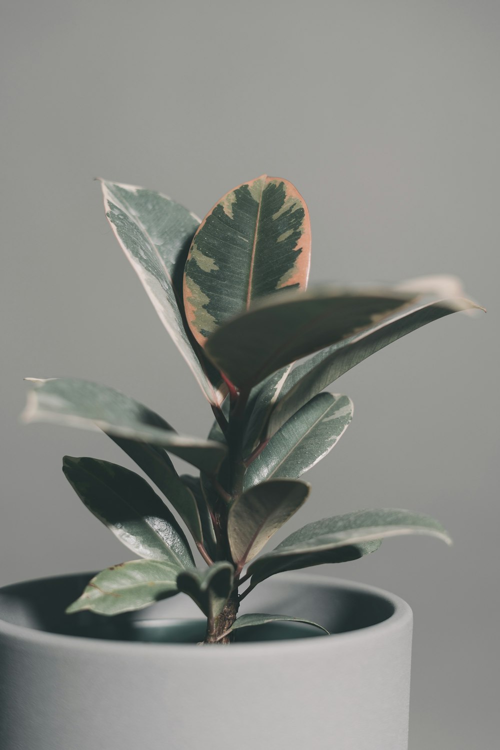 pianta verde in vaso nero