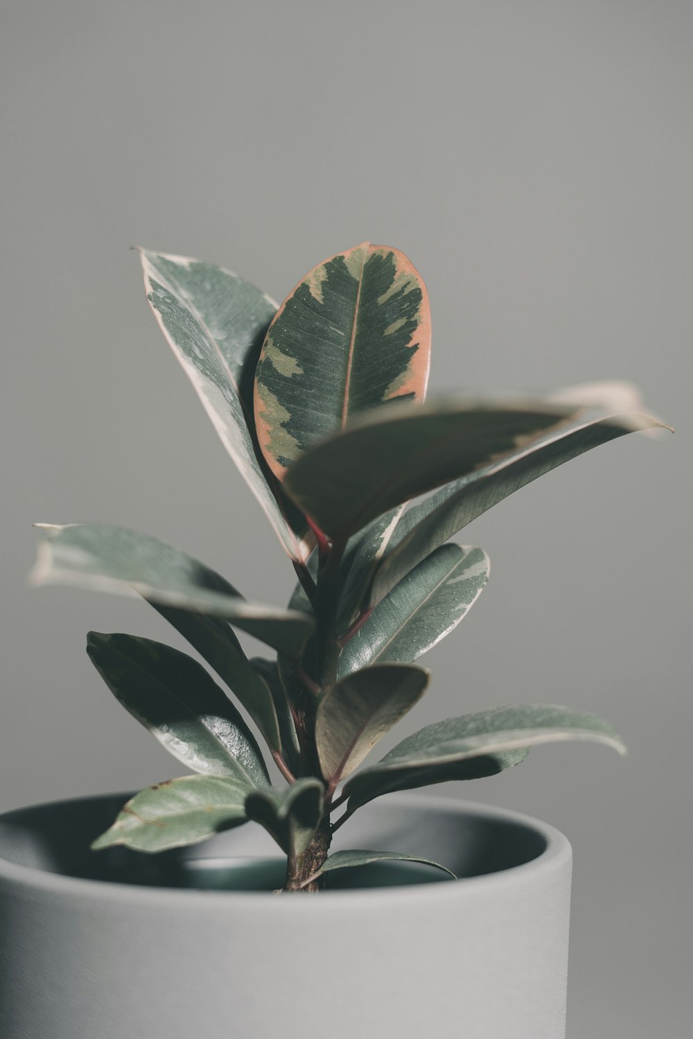 green plant in black pot