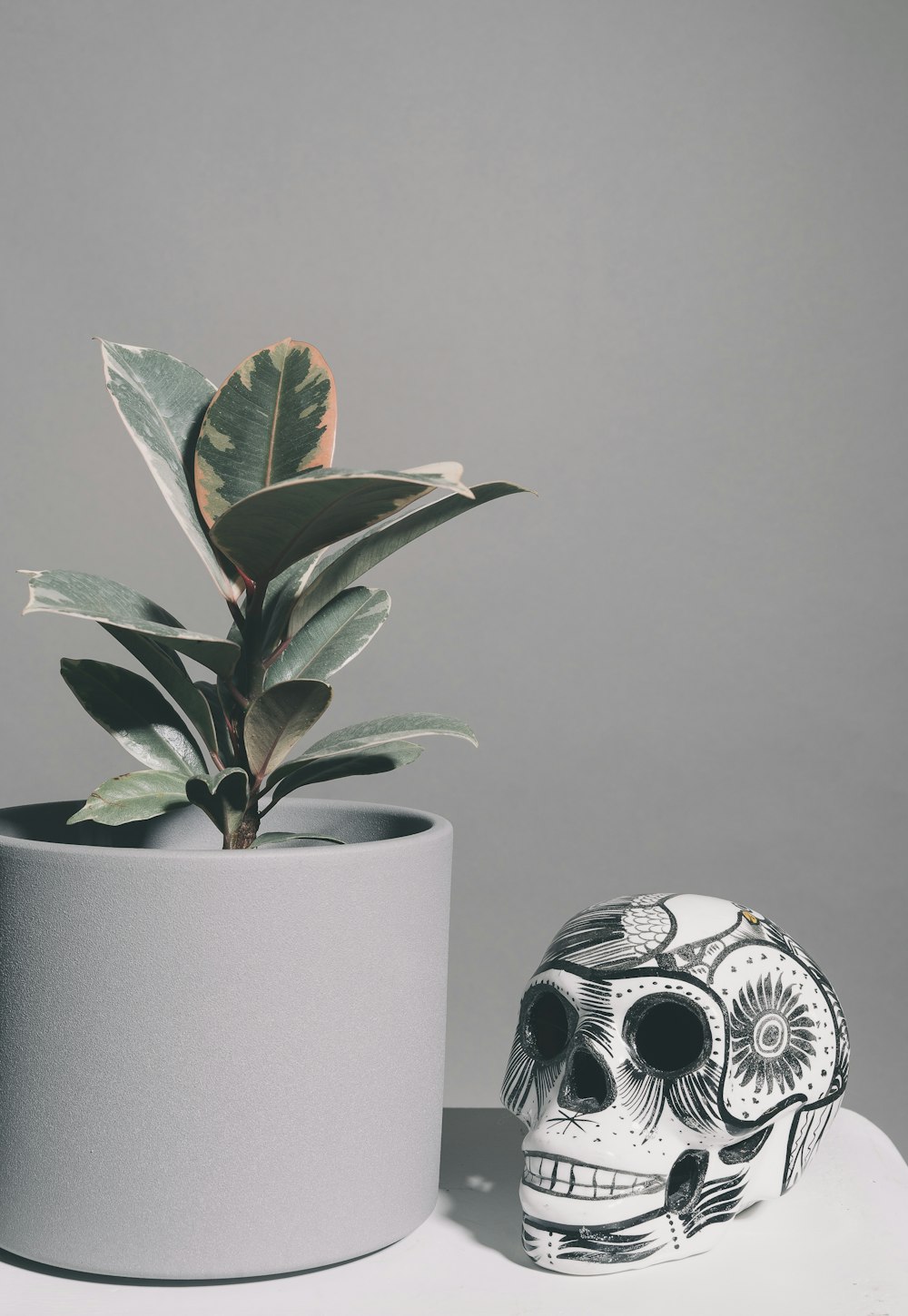 green plant on white ceramic pot