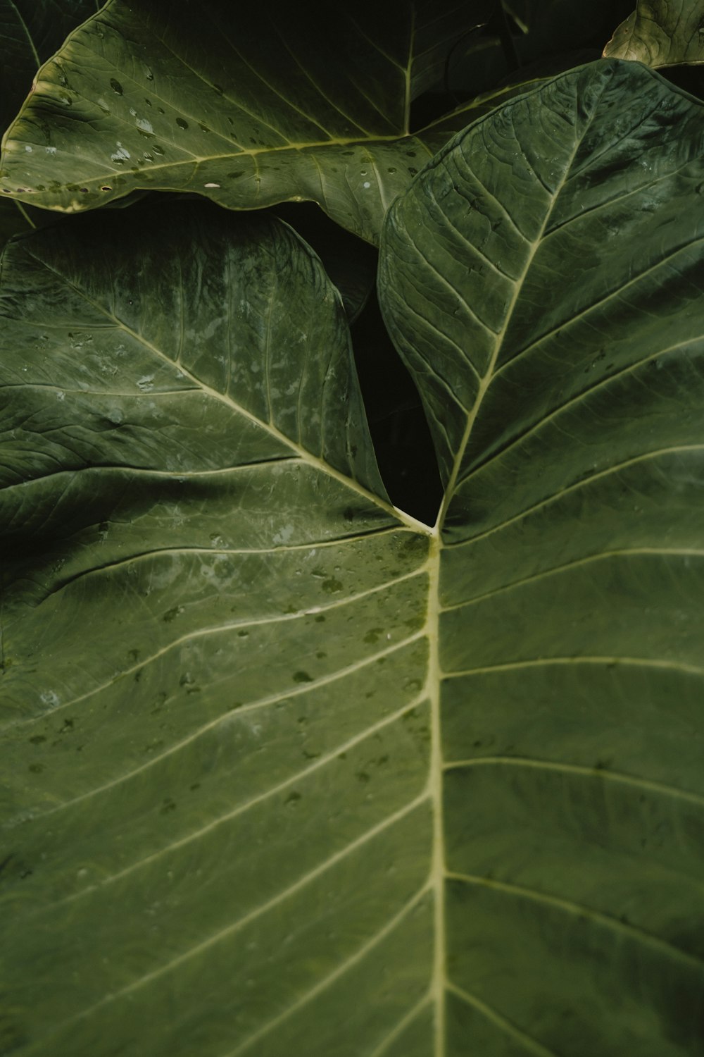 green leaves with water droplets