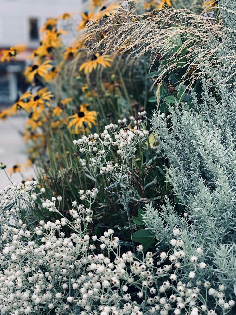 yellow and white flowers during daytime