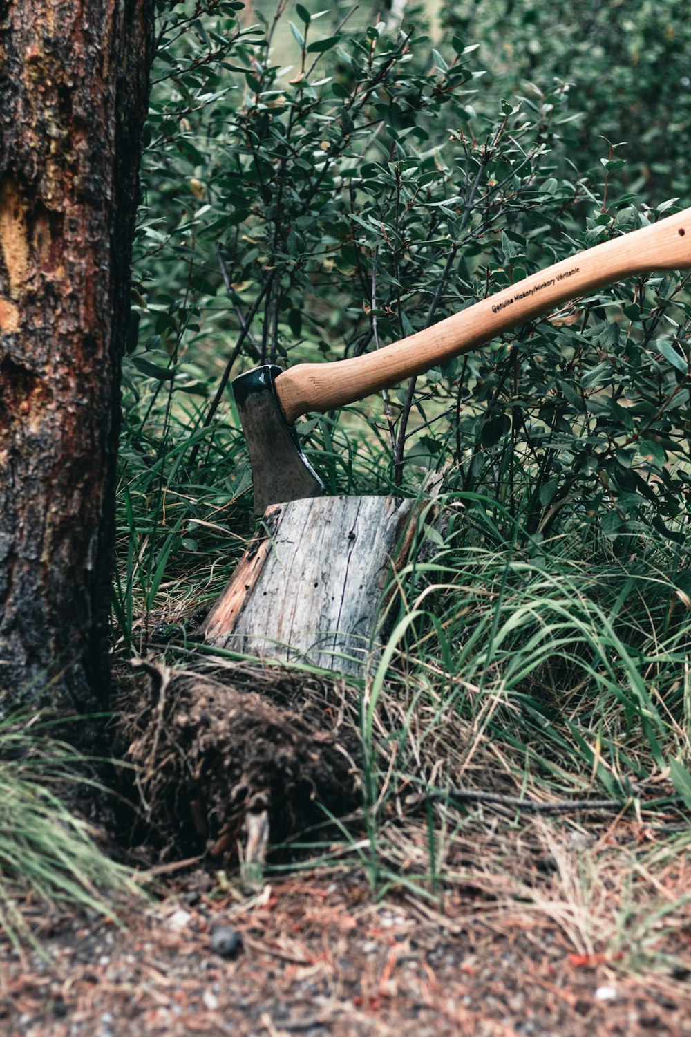 bastone di legno marrone su tronco d'albero marrone