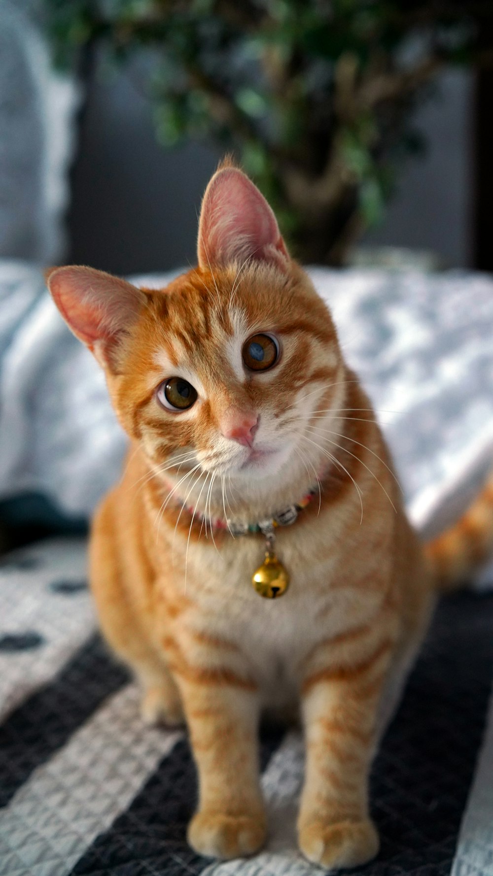 orange tabby cat on white and black textile