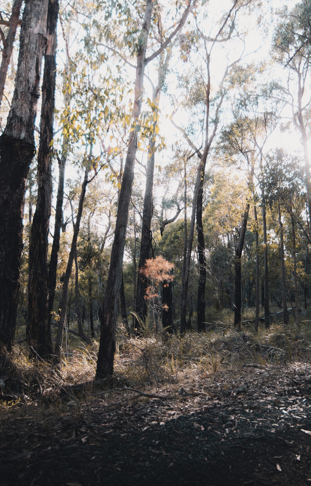 brown and green trees during daytime