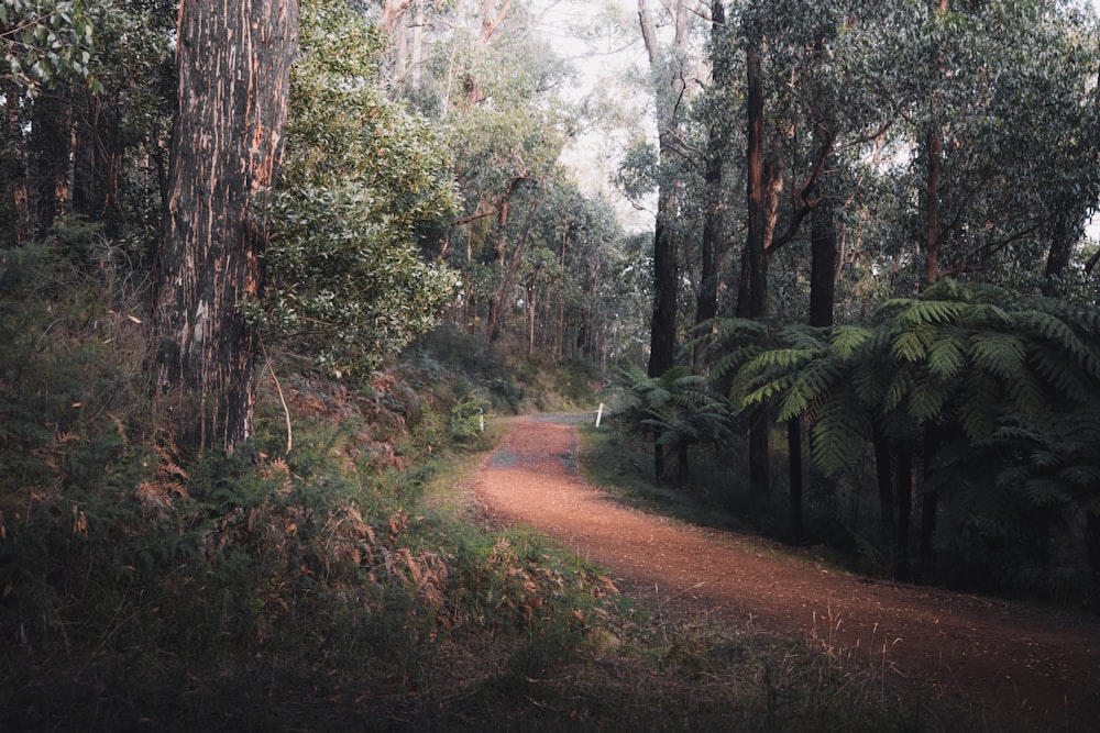 brown dirt road between green trees during daytime