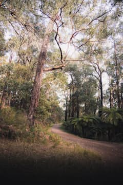 Australianisch