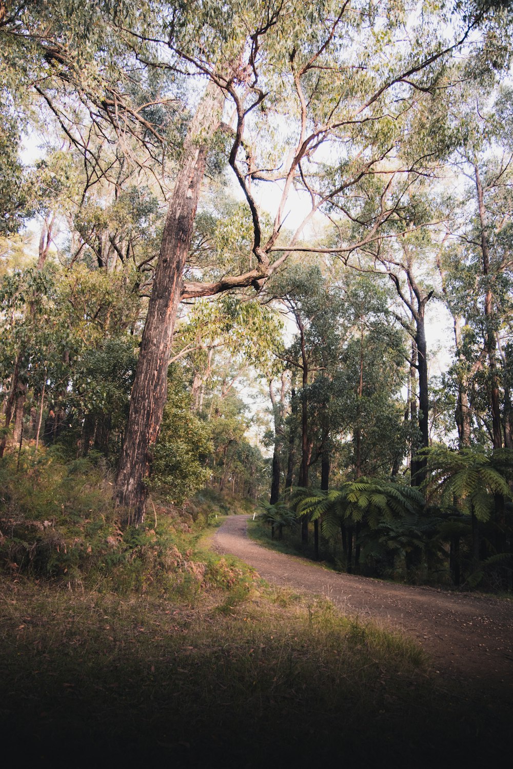 green trees on brown dirt road during daytime