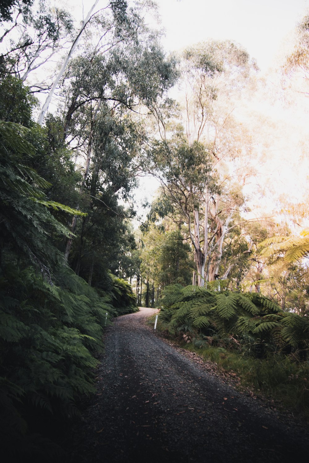 gray concrete road between green trees during daytime