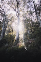 Mature forest, preserved habitat for future generations  