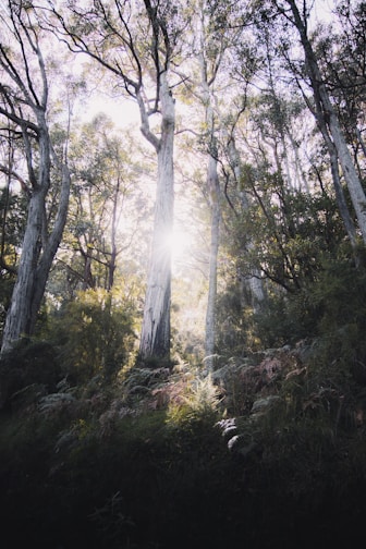 Mature forest, preserved habitat for future generations  