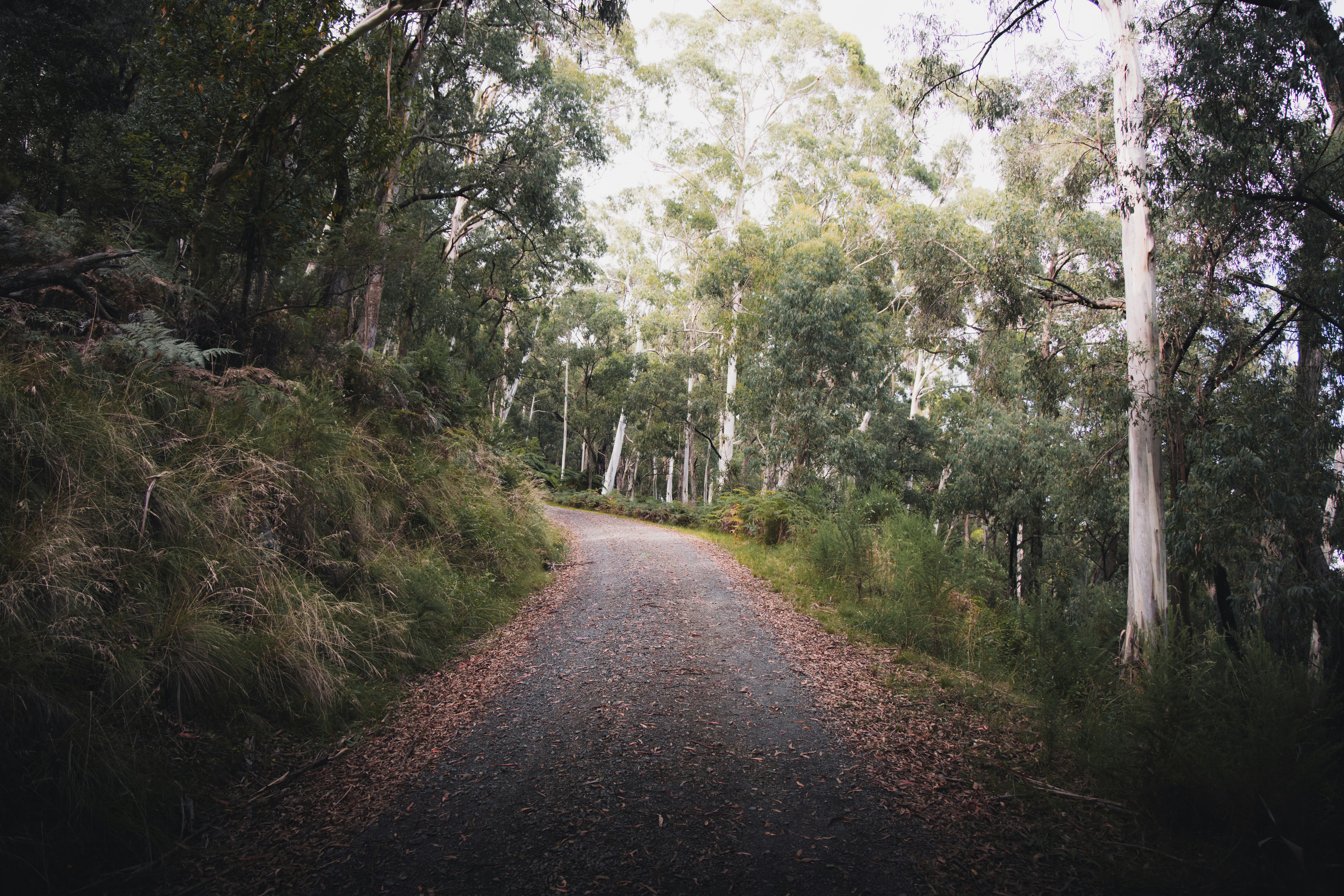 Australian Citizenship Ceremony