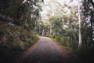 gray road between green trees during daytime