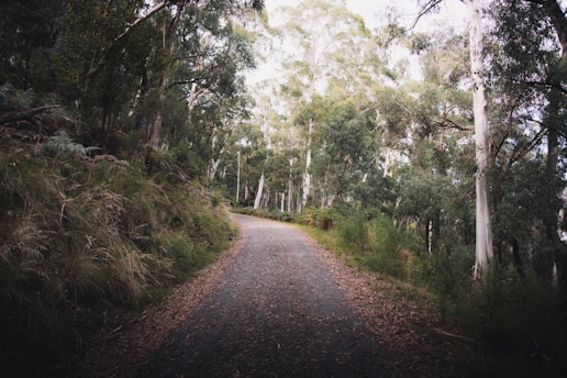 gray road between green trees during daytime