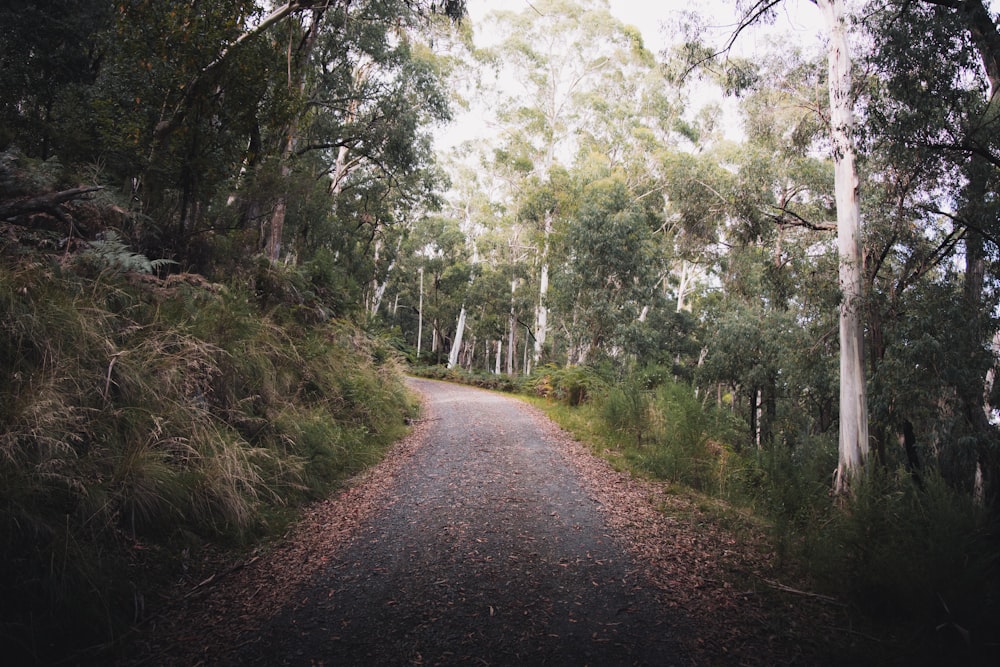 gray road between green trees during daytime