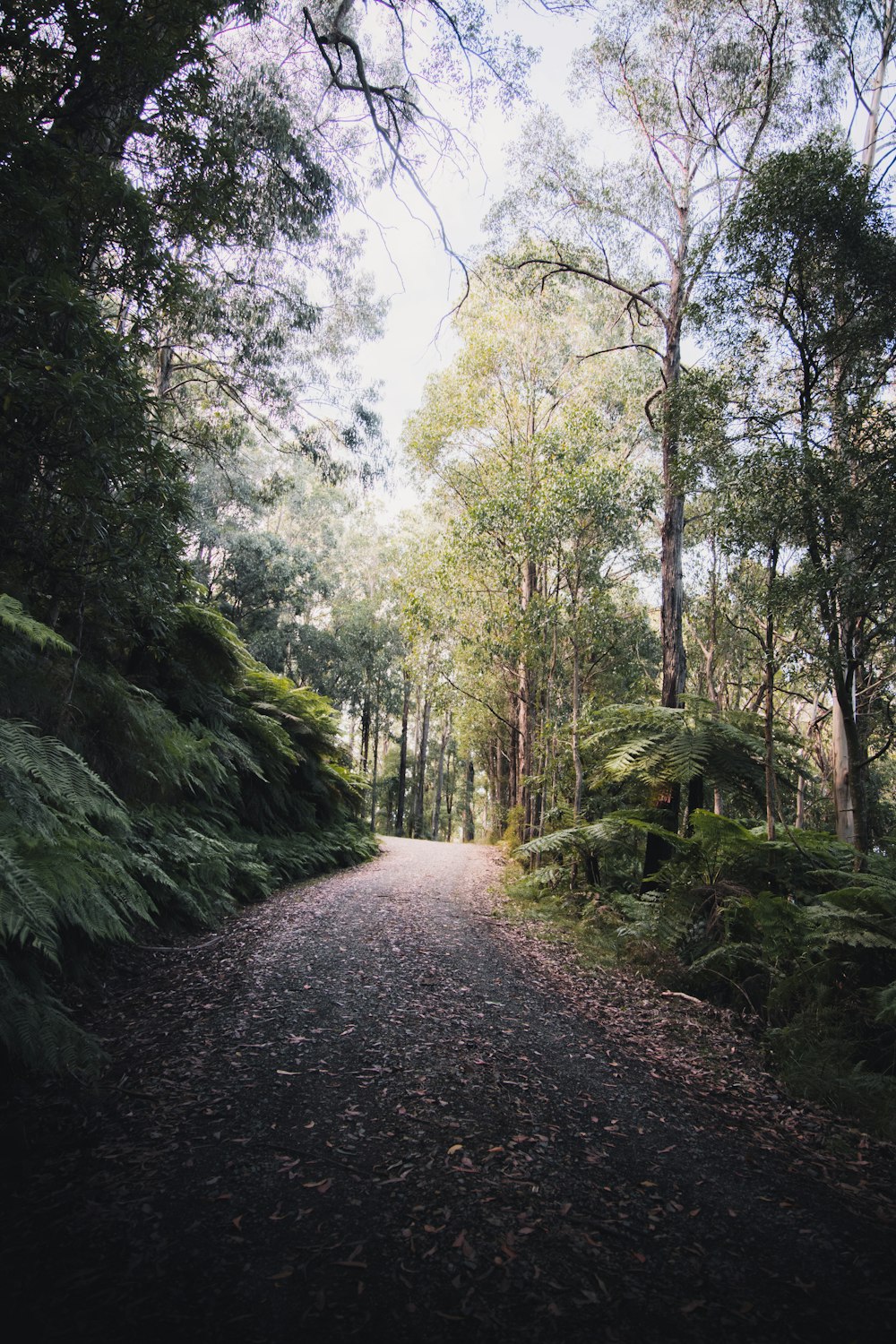 gray dirt road between green trees during daytime