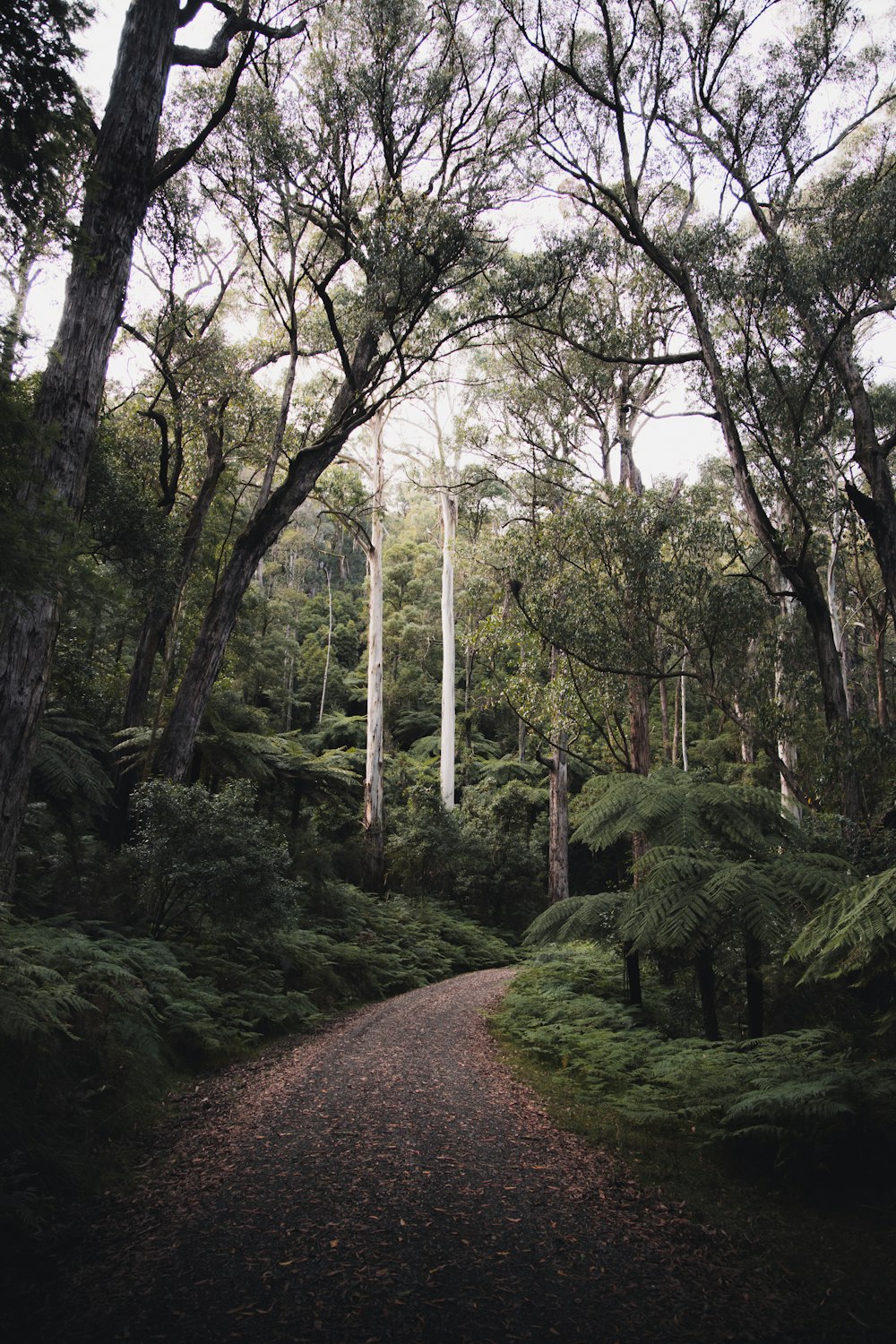 green trees and plants under white sky during daytime