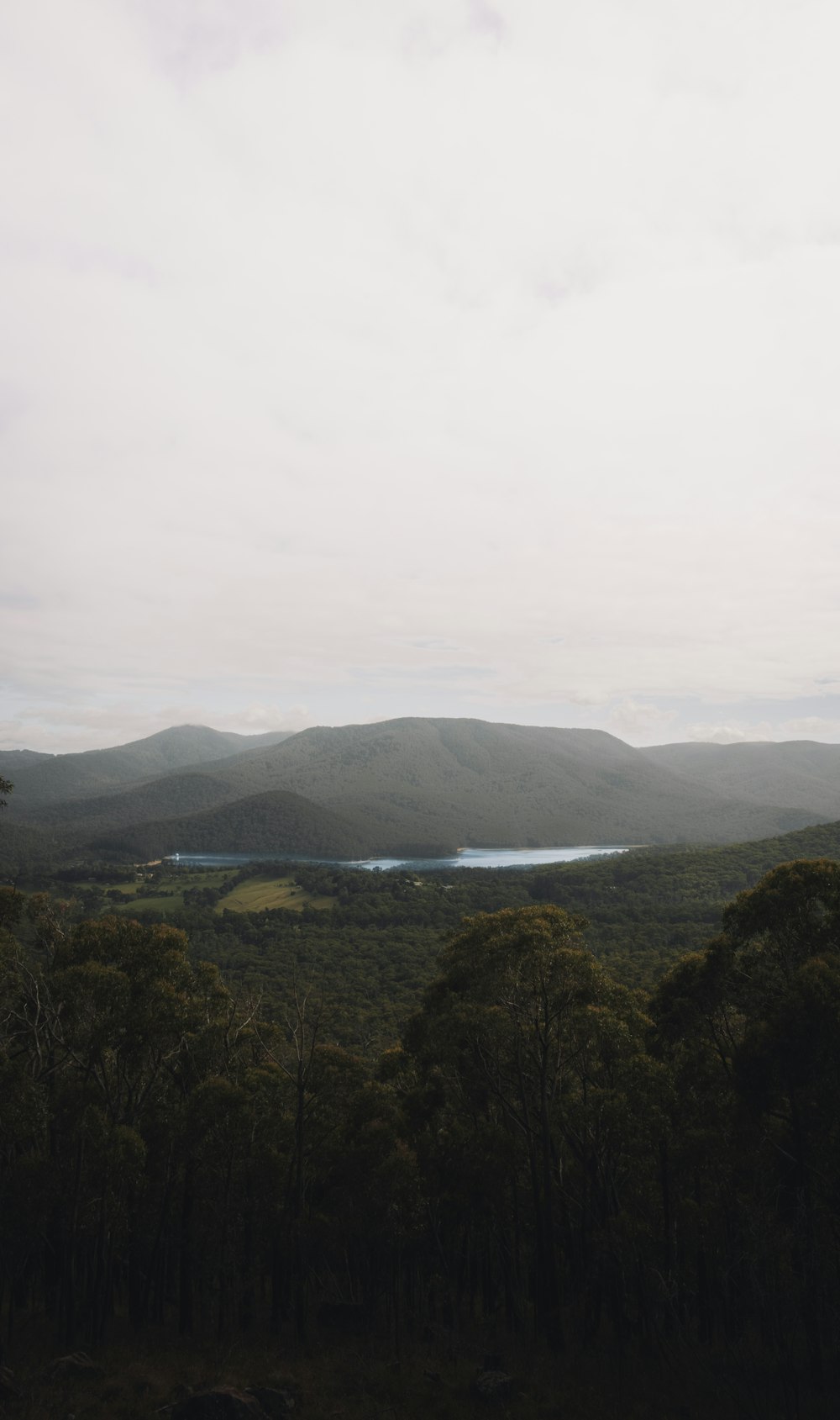 green trees near body of water during daytime