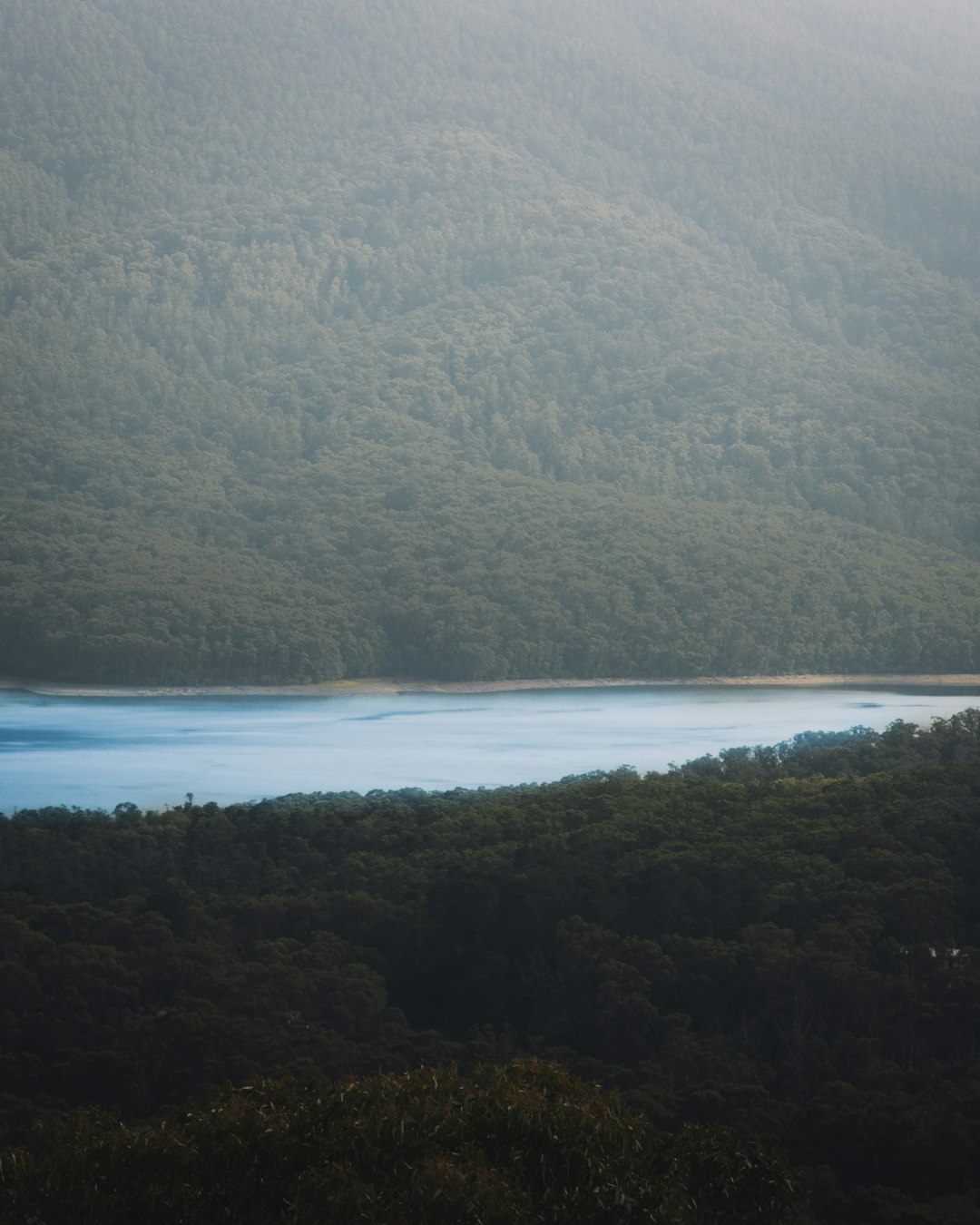 green trees near body of water during daytime