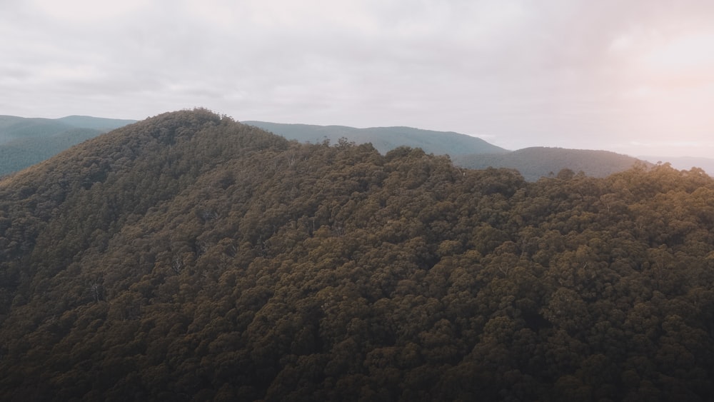 green trees on mountain during daytime