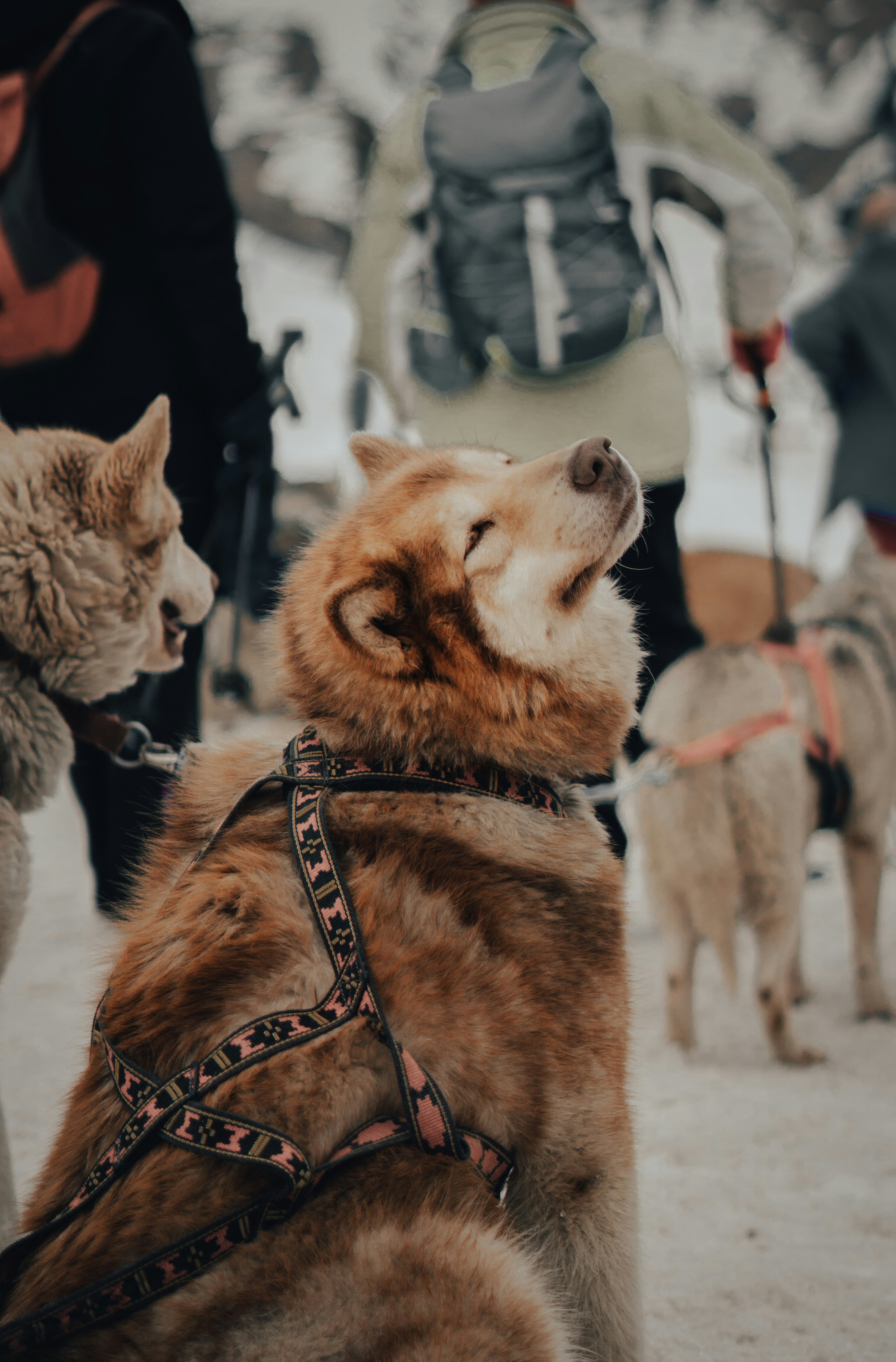 brown and white dogs on snow covered ground during daytime